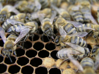 Bee colony in the stock on the frame with a sealed brood, pollen and stores. The bees in the brood chamber on drawn comb with honeycomb and stores.