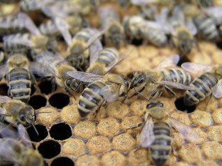 Artificial insemination of the bees in the apiary of beekeeper. Sealed brood in the hive with bee...