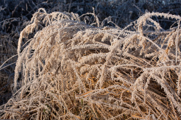 Eisblume - durch Raureif verzauberte Pflanze in der Winterlandschaft