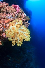 Naklejka na ściany i meble Soft corals on a reef wall
