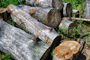 Stack of raw wood logs - firewood.