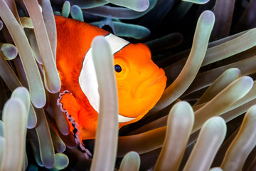 Clownfish peering out of its host anemone