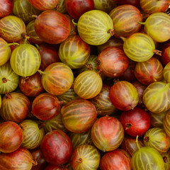 Top view of green and red gooseberry fruit.