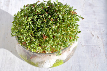 Easter decoration. Cu
ckooflower , Fresh cress for Easter in a dish