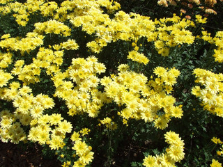 Yellow flowers