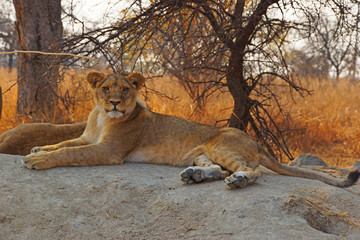 lioness lies on a rock and looks into the camera, Zimbabwe