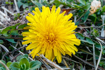 Dandelion