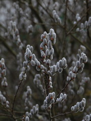 Flowers in winter