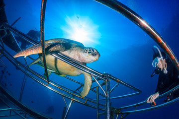 Green Turtle on a manmade structure with SCUBA diver