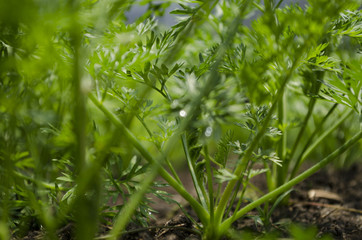 Agricultura