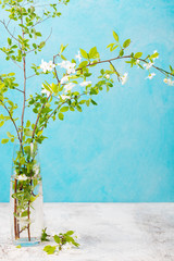 Cherry branches with fresh young leaves and flowers in a glass vase. Grey background. Copy space