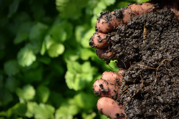 Manos con tierra, Agricultura, Cultivo