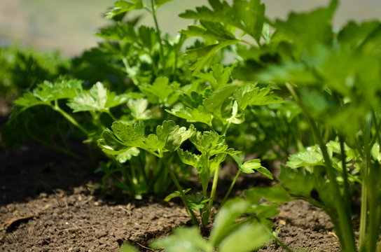 Agricultura