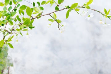 Cherry branch with fresh young leaves and flowers. Grey stone background. Copy space