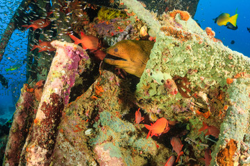 Moray Eel and tropical fish on an underwater wreck