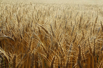 wheat field
