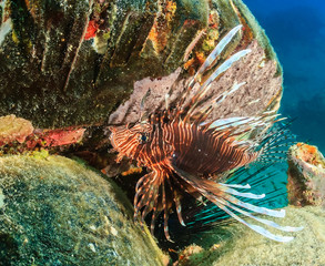 Lionfish on a coral reef