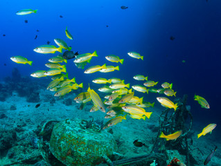Yellow tailed snapper around an underwater wreck