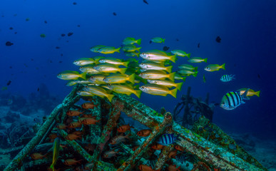 Yellow Snapper and tropical fish around underwater debris