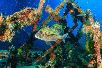 Tropical fish and SCUBA divers on an underwater shipwreck