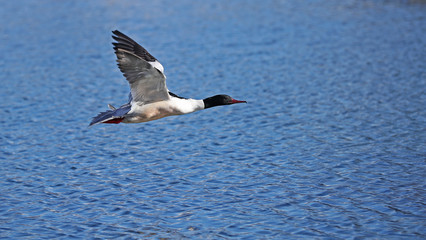 Fototapeta na wymiar Side view of a common merganser, Mergus merganser, in flight with wings up against a blue lake background 