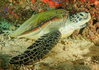 Naklejka na ściany i meble Green Turtle resting on a small underwater lege