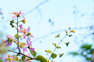 Closeup of Lagerstroemia flowers