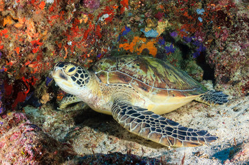 Naklejka na ściany i meble Green Sea Turtle posing for the camera