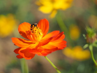 bee on flowers