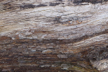 Tronc d'un vieil arbre