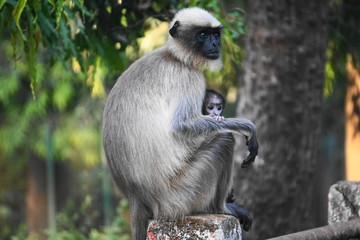 Klammeraffe mit Baby Blick weg von der Kamera