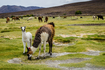Salar de Uyuni, Salt Flats Uyuni