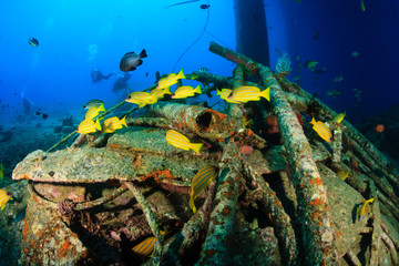Obraz na płótnie Canvas Colorful tropical fish and SCUBA divers swim around the manmade debris of an abandoned oil rig