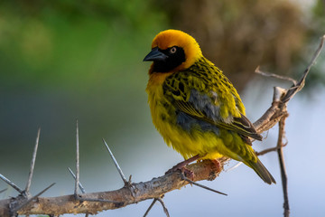 Weaver (Ploceidae) on acacia tree branch, Amboseli National Park, Kenya, East Africa