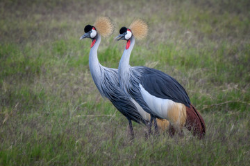 Fototapeta premium A pair of Grey crowned cranes (Balearica regulorum) at Amboselti National Park, Kenya, East Africa