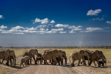 A group of African elephants crossing the road in front of Mt. Kilimanjaro at Amboseli National Park, Kenya, East Africa
