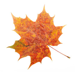 Red, yellow maple leaf on white background