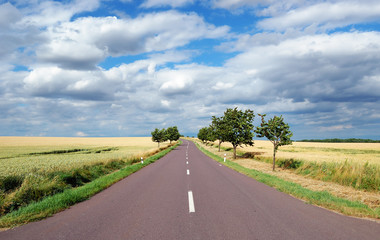 Empty countryside road with cherry-trees on sides at summer day