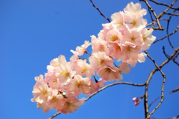Flowering Japanese cherry tree branches against a clear blue sky
