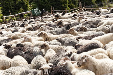 Sheep in nature. Many flock of sheep in mountains