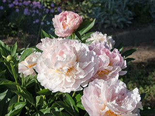 Pfingstrosen, Paeonia
