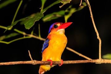 Kingfisher resting on a tree branch at night in the rain forest