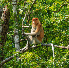 Single Proboscis Monkey sitting in a tree