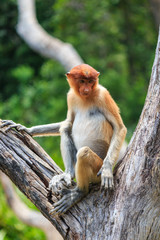 Proboscis Monkey sitting in a tree