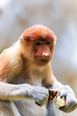 Naklejka premium Female Proboscis Monkey feeding