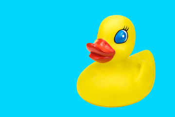 Female  rubber duck toy with blue eyes isolated on cyan background.
Copy space on the left side.