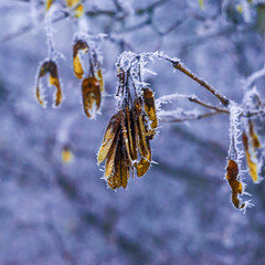 vivid picture of a winter field plants
