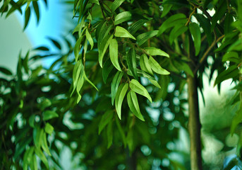 photos on a new lens, a beautiful green Bush in green Plaza