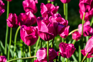 Tulips in spring