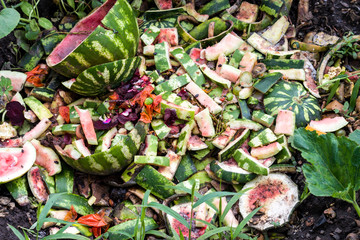 watermelon dump waste in the garden in summer